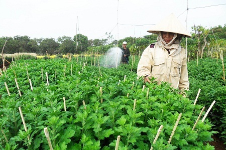Lao đao vì hoa Tết