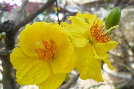 Vẻ đẹp viên mãn của hoa mai