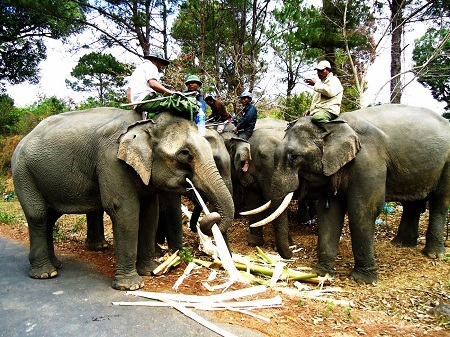 Phần lớn voi nhà Đắk Lắk thường được chữa bệnh bằng cây lá trong rừng sau khi bị mắc bệnh.