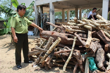 Đổ xô vào rừng “săn” gỗ trắc dây theo kiểu... tận diệt - 1 Lực lượng kiểm lâm đang tăng cường truy quét, truy bắt người dân khai thác gỗ trắc dây trái phép.