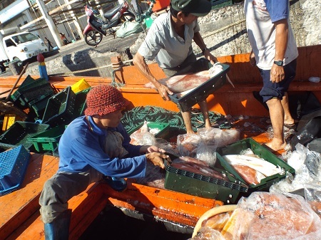 Những mẻ cá trở về từ vùng biển “nóng” Hoàng Sa, Trường Sa