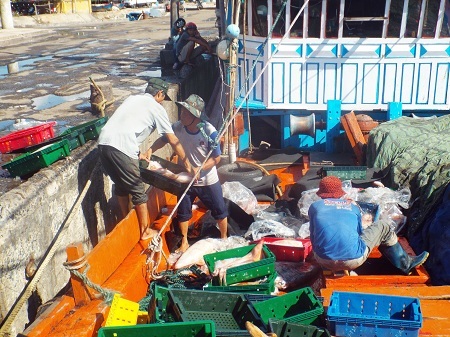 Những mẻ cá trở về từ vùng biển “nóng” Hoàng Sa, Trường Sa