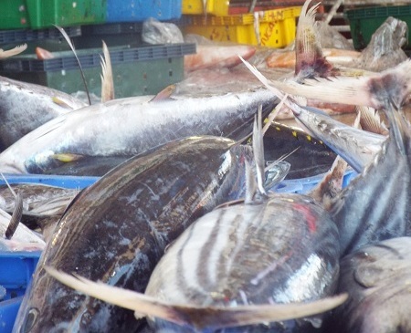 Những mẻ cá trở về từ vùng biển “nóng” Hoàng Sa, Trường Sa