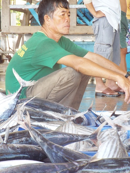 Những mẻ cá trở về từ vùng biển “nóng” Hoàng Sa, Trường Sa