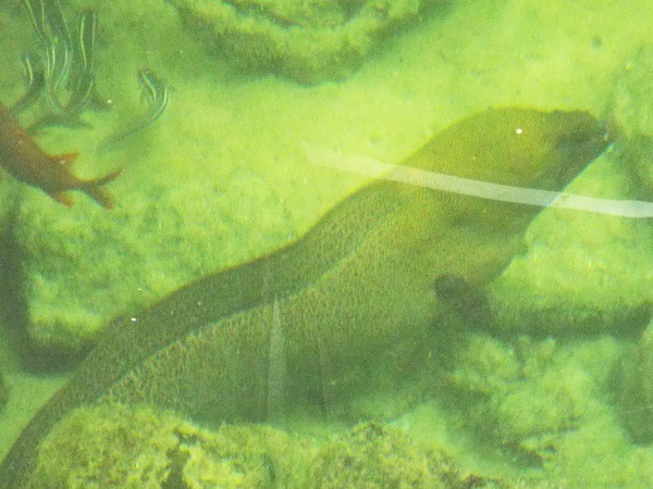 Một động vật biển ẩn mình dưới hồ nước.