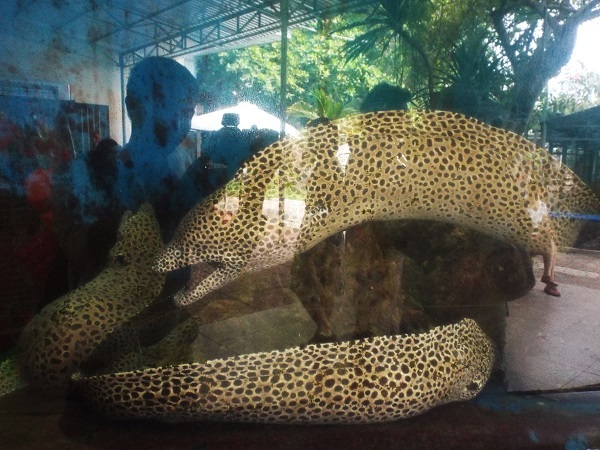 Du khách tham quan phòng trưng bày mẫu sinh vật biển - Viện hải dương học.