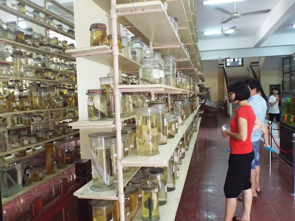 Du khách tham quan phòng trưng bày mẫu sinh vật biển - Viện hải dương học.
