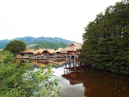 Ông Nguyễn Văn Hưng chỉ tay về hướng cánh rừng đước.