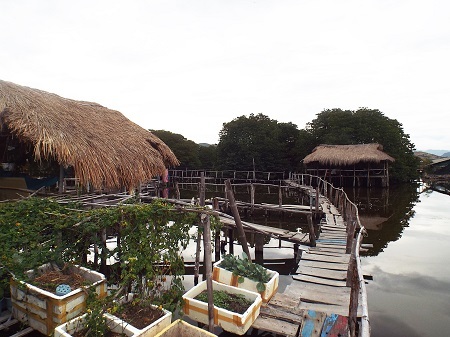 Ông Nguyễn Văn Hưng chỉ tay về hướng cánh rừng đước.