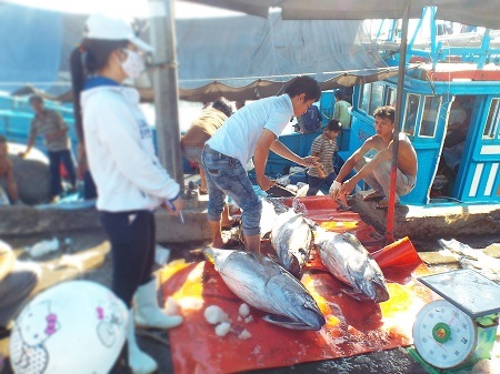 Trúng đậm cá ngừ đại dương từ ngư trường Trường Sa