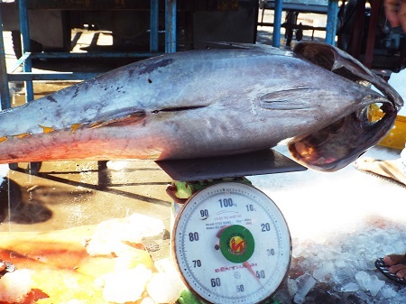 Cá ngừ đại dương cân nặng trung bình từ 40-50kg, thậm chí nhiều con nặng từ 70-80kg.