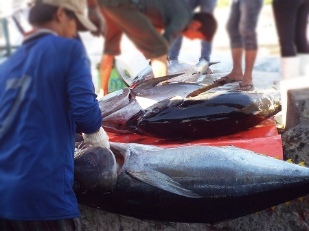 Đưa cá ngừ đại dương từ tàu sang cảng Hòn Rớ để bán cho thương lái.