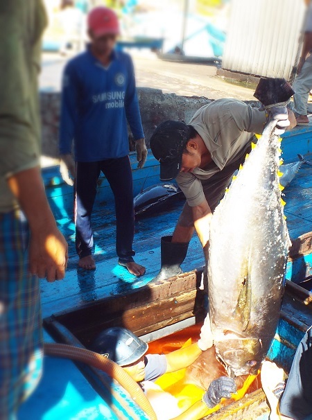 Ngư dân vận chuyển cá từ hầm lên khoang.