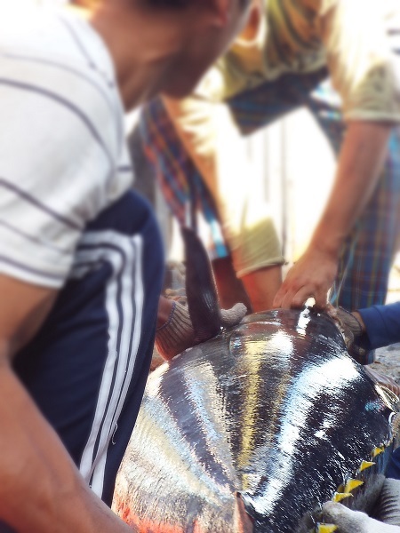 Cá ngừ đại dương được đánh bắt ở ngư trường Trường Sa, Nhà giàn DK1...