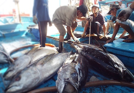 Theo Chi cục Khai thác và Bảo vệ nguồn lợi thủy sản Khánh Hòa, t