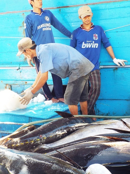 Cá ngừ đại dương cân nặng trung bình từ 40-50kg, thậm chí nhiều con nặng từ 70-80kg.