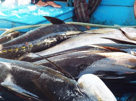 Sau khi được kéo ra khỏi hầm, cá ngừ đại dương được chất hàng loạt ra giữa khoang tàu.