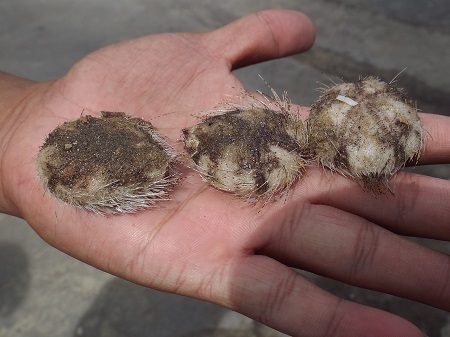 Cận cảnh cầu gai cát cào được trên bờ biển Nha Trang.