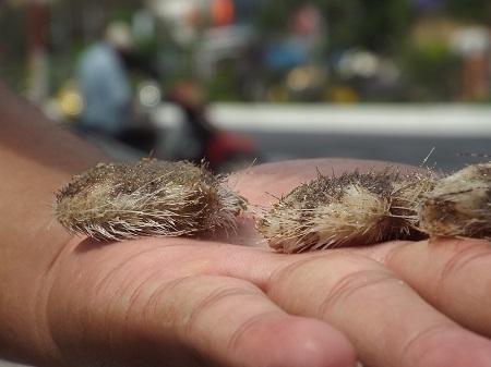 Cận cảnh cầu gai cát cào được trên bờ biển Nha Trang.