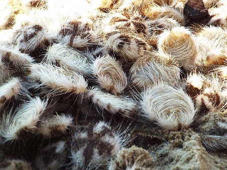 Chưa xác định nguyên nhân cầu gai cát xuất hiện bất thường