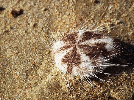 Chưa xác định nguyên nhân cầu gai cát xuất hiện bất thường