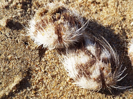 Cầu gai cát không ảnh hưởng đến sức khỏe con người