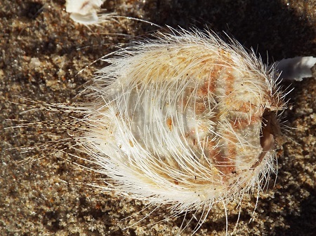 Chưa xác định nguyên nhân cầu gai cát xuất hiện bất thường