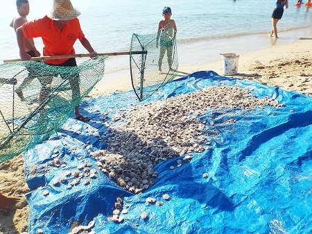 Chưa xác định nguyên nhân cầu gai cát xuất hiện bất thường