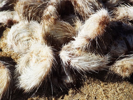 Cầu gai cát xuất hiện ở bờ biển Nha Trang - Ảnh: Viết Hảo