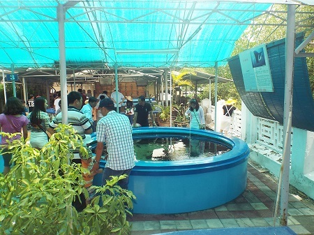 Viện Hải dương học Nha Trang đón một lượng khách tương đối lớn trong dịp Quốc khánh năm nay.