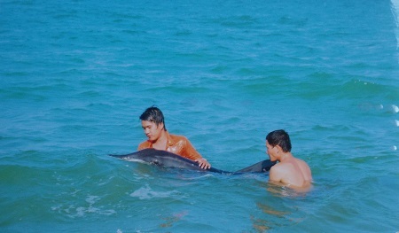 Lực lượng chức năng giải cứu cá heo khi dạt vờ bờ biển Nha Trang vào đầu tháng 4/2014.