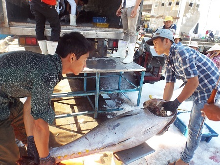 Hoạt động mua bán hải sản tại cảng Hòn Rớ, Nha Trang, Khánh Hòa