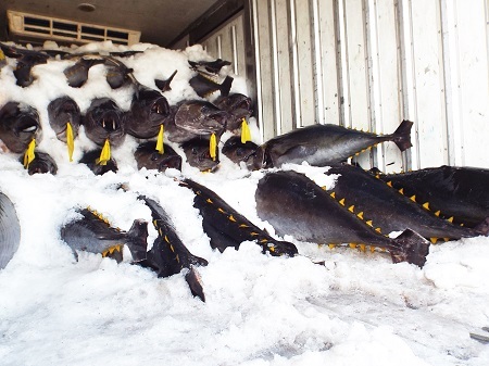 Thương lái kiểm tra thịt cá ngừ đại dương ở cảng cá Hòn Rớ, Nha Trang bằng cách làm thủ công.