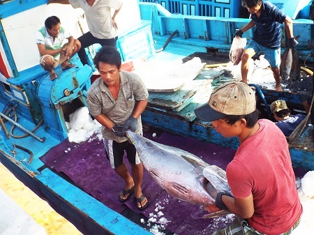 Cá ngừ đại dương nặng hơn nửa tạ ở biển Trường Sa