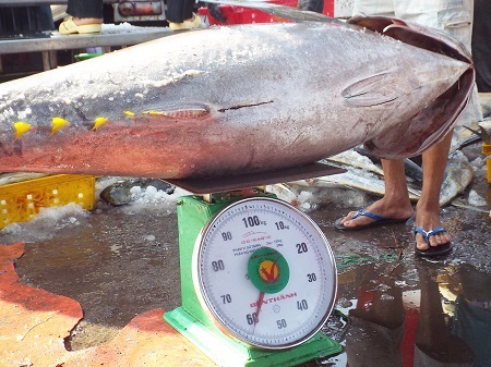 Cá ngừ đại dương nặng hơn nửa tạ ở biển Trường Sa