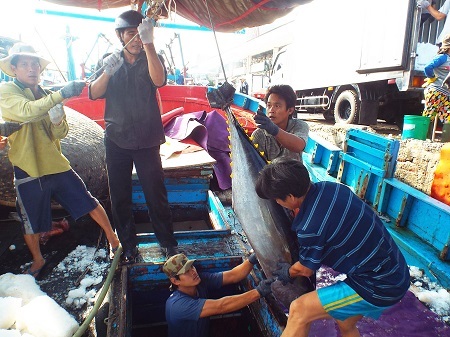 Cá ngừ đại dương nặng hơn nửa tạ ở biển Trường Sa