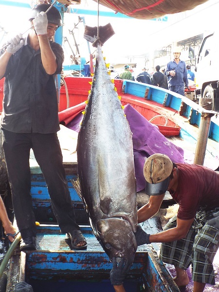 Cá ngừ đại dương nặng hơn nửa tạ ở biển Trường Sa