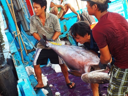 Cá ngừ đại dương nặng hơn nửa tạ ở biển Trường Sa