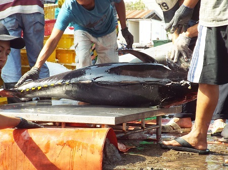 Cá ngừ đại dương nặng hơn nửa tạ ở biển Trường Sa