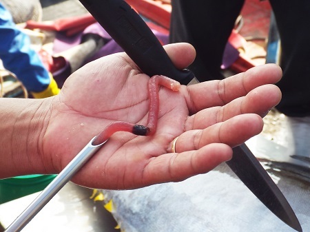 Thương lái kiểm tra thịt cá ngừ đại dương ở cảng cá Hòn Rớ, Nha Trang bằng cách làm thủ công.