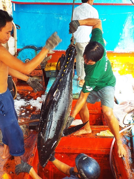 Cá ngừ đại dương nặng hơn nửa tạ ở biển Trường Sa