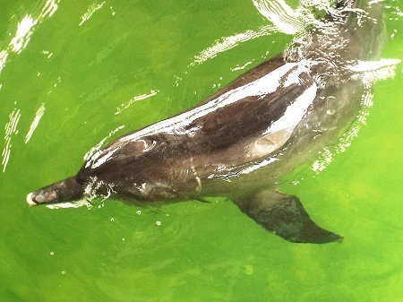 Cá heo “bơi lạc” được chăm sóc như thế nào?