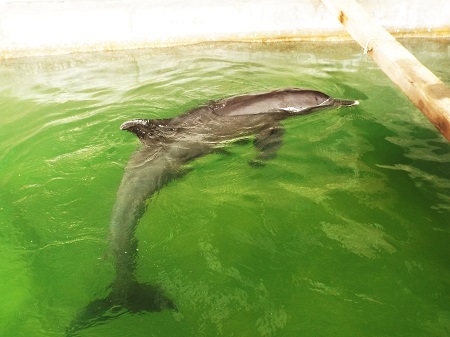 Cá heo “bơi lạc” được chăm sóc như thế nào?