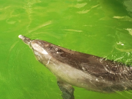 Cá heo di chuyển tốt.