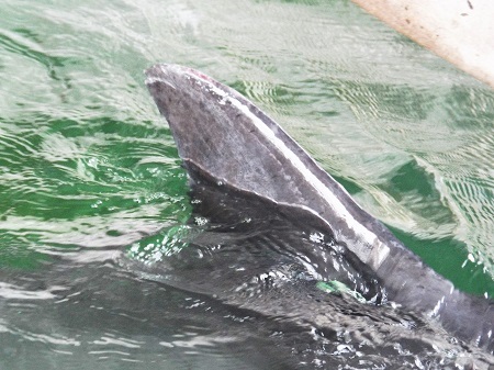 Cá heo di chuyển tốt.