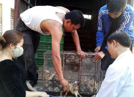 Dùng biển kiểm soát giả để vận chuyển gà giống nhập lậu - 1 5 tấn gà, ngỗng giống nhập lậu bị phát hiện.