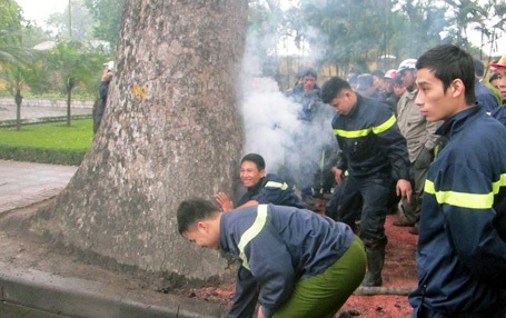 Hà Nội: Hai xe chữa cháy cứu một... gốc xà cừ - 1 Cây xà cừ phát hỏa từ bên trong thân.