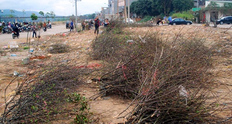 Phạm Ngọc Triển