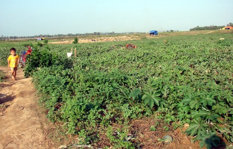 Cánh đồng dưa vắng người vì nhóm côn đồ