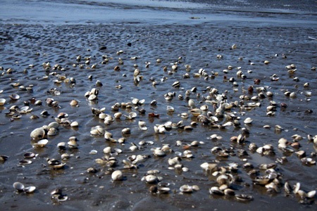 Nghêu chết trắng cả bãi biển Tân Thành (huyện Gò Công Đông, Tiền Giang).